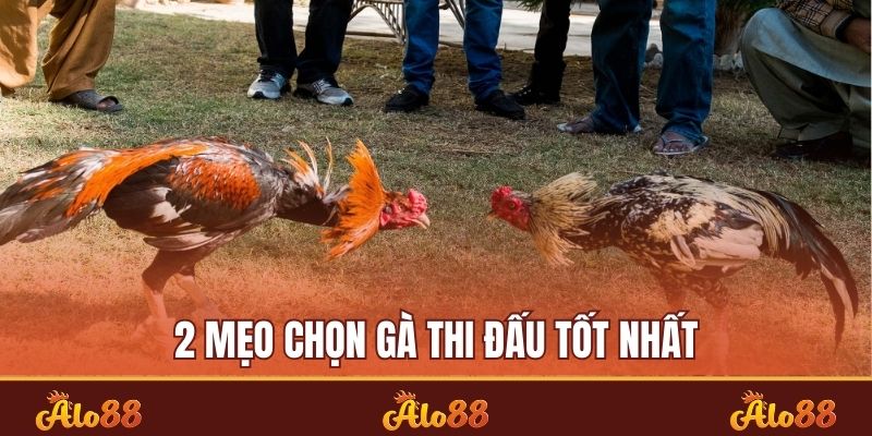 2 mẹo chọn gà thi đấu tốt nhất