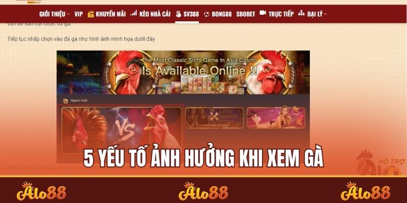 5 yếu tố ảnh hưởng khi xem gà