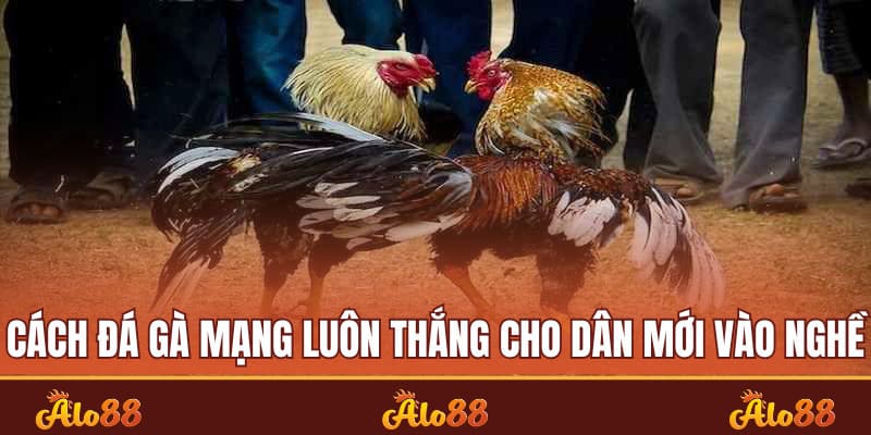 cách đá gà mạng luôn thắng