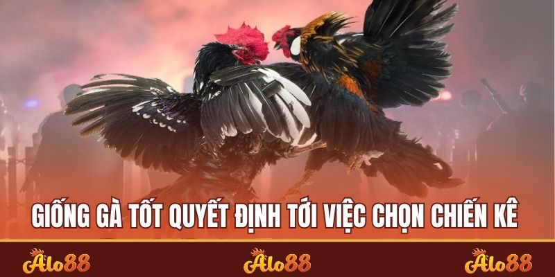 Giống gà tốt quyết định tới việc chọn chiến kê