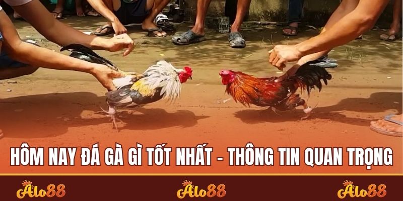hôm nay đá gà gì tốt nhất