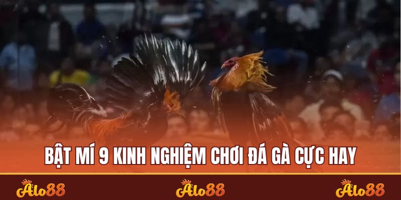 Kinh nghiệm chơi đá gà