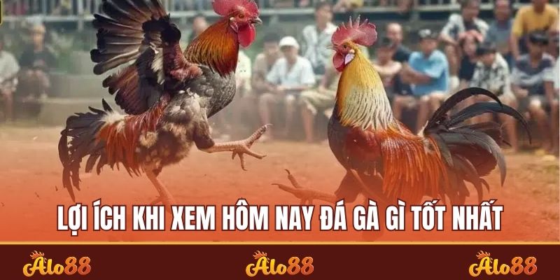 Lợi ích khi xem hôm nay đá gà gì tốt nhất
