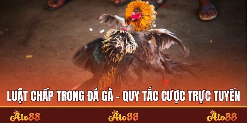 Luật chấp trong đá gà