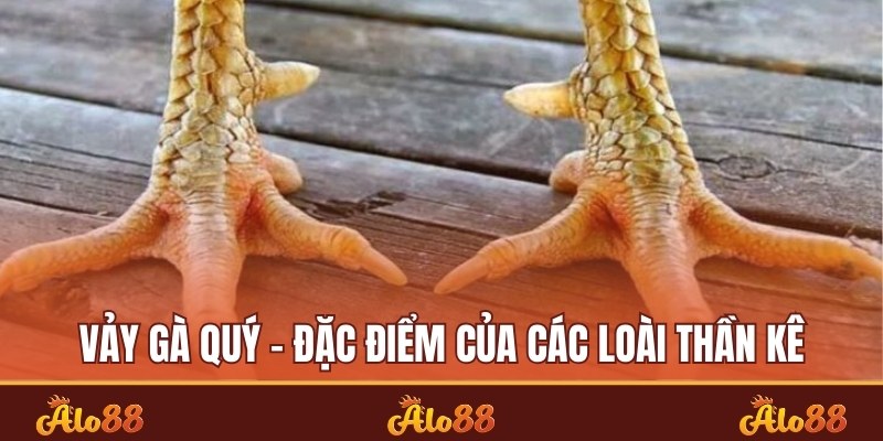 Vảy gà quý