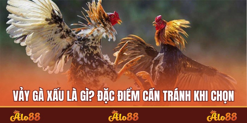 Vảy gà xấu
