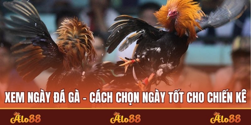 xem ngày đá gà